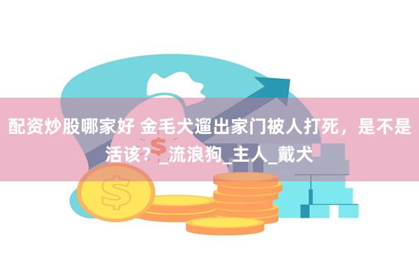 配资炒股哪家好 金毛犬遛出家门被人打死，是不是活该？_流浪狗
